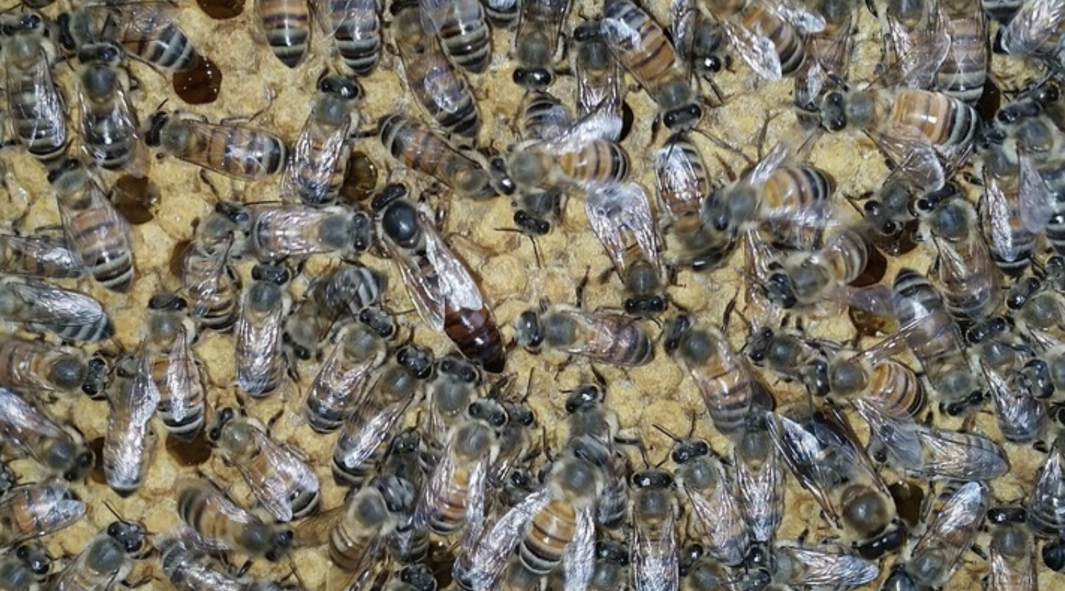 Bee Country USA | Terry
